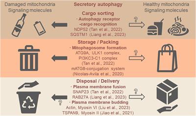 The roles of secretory autophagy in mitochondria release via extracellular vesicles: waste disposal and food delivery?